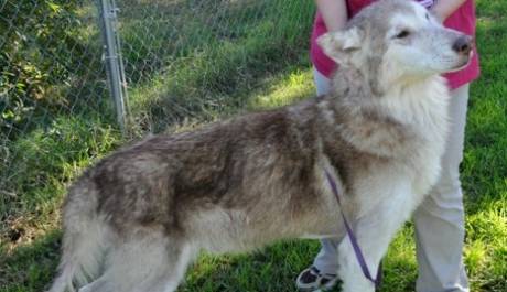 Noah's Arks Rescue