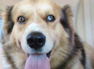 NANUQ