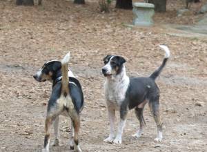 SUSANNA, VIOLET & SAWYER