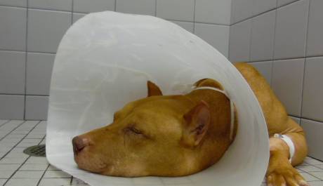 Noah's Arks Rescue