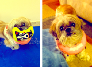 LILY (SHIH TZU)