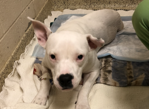 ARCHER (White Pitbull)