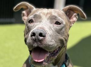 RHETT BUTLER (Blue Pitbull)