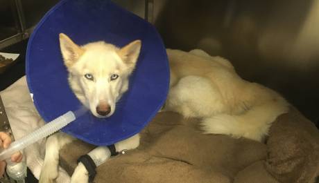 Noah's Arks Rescue