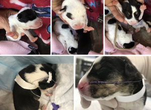 Cleft Palate Puppies
