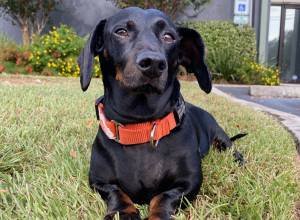 WOODY (Dachshund)