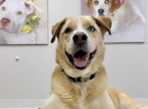 ELI (Lab Mix)