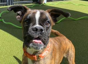 CHIP (Cleft Palate) Boxer