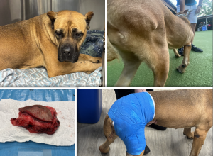 MAYA (Cane Corso)