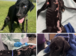 STEVIE (Lab)