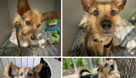 Noah's Arks Rescue