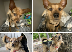 RINGO (Small Terrier Mix)