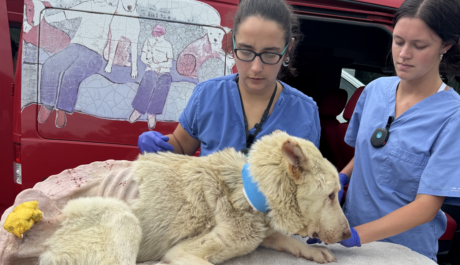 Noah's Arks Rescue