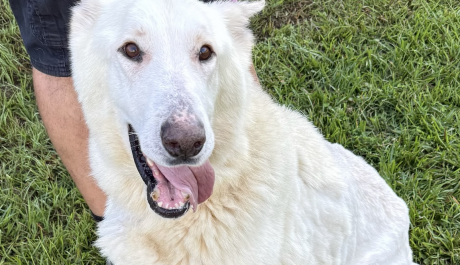 Noah's Arks Rescue