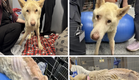 Noah's Arks Rescue