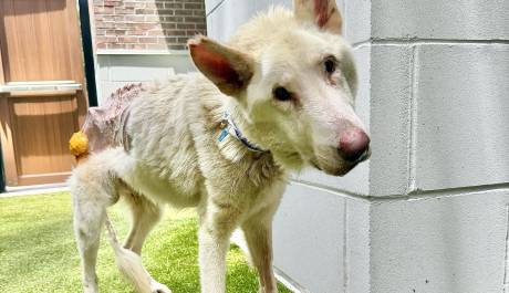 Noah's Arks Rescue