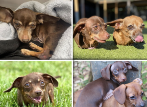 Rexi (Chiweenie)