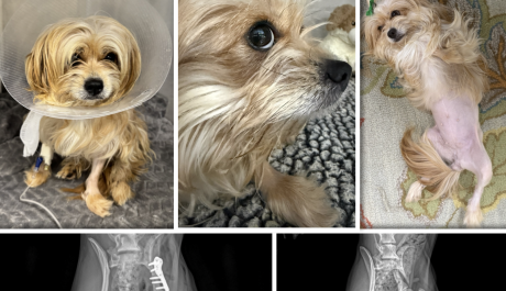 Sophia Loren / Yorkie Mix