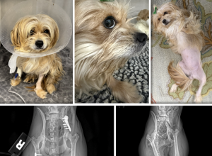 Sophia Loren / Yorkie Mix