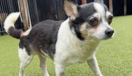 SPUD (Chihuahua)