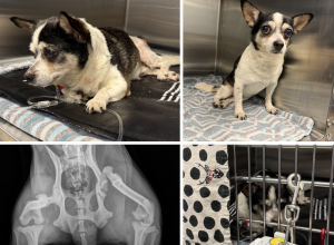 SPUD (Chihuahua)