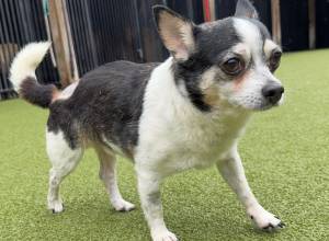 SPUD (Chihuahua)