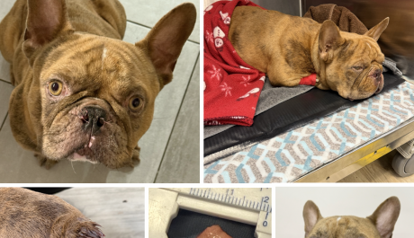 Remy (Frenchie)
