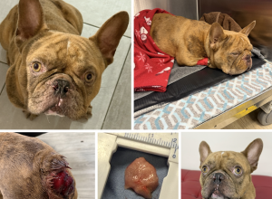 Remy (Frenchie)