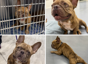 Remy (Frenchie)