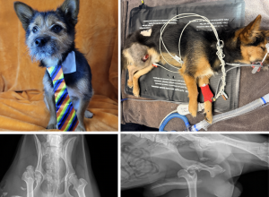SCRUFFLES (Yorkie Mix)
